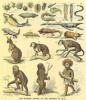 پاورپوینت حراست از تنوع ساختار ژنتیکی (فصل هفتم )از کتاب تکامل موجودات زنده
