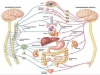 پاورپوینت اعصاب مغزی نخاعی(فصل سوم بخش 1 )از کتاب فیزیولوژی جانوری3
